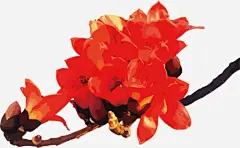 花开木棉花的魅力高清素材 木棉花 木棉花树 树枝 繁花 红花 花开木棉花的魅力 花簇 免抠png 设计图片 免费下载