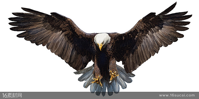 展翅的老鹰正面特写高清图片