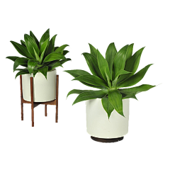 23自定义采集到绿色 植物叶