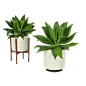 盆栽png 北欧植物 透明素材植物 居家装饰绿植 免抠素材