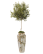 Patio Bottlebrush - Botanicals - Accessories & Botanicals - Our Products