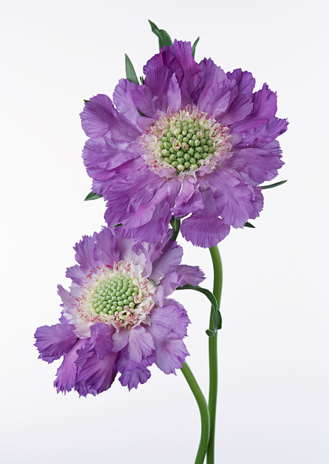 紫色花朵图片2094x2950