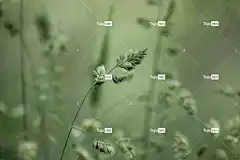 花朵 草 草地 自然 春天 春天 春天 花卉背景 春天 花壁纸