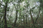 泰国的热带森林