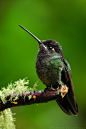 Magnificent Hummingbird by robbobert