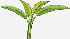 绿色叶子免抠素材_新图网 https://ixintu.com 手绘 植物 绿色 芭蕉叶子