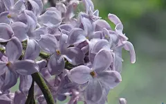 紫色清雅的丁香花电脑高清壁纸桌面壁纸4