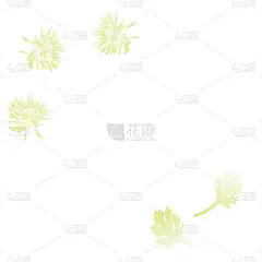 白色,菊花,叶子,精神振作,文字,秋天,食品,浪漫,设计,装饰