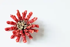 植物干花花朵花草图片壁纸花艺素材红色818A1667 – 饿狐背景网站-微距高清设计素材免费图片下载海报壁纸摄影背景素材，背景图，背景墙，背景板，背景图片，背景纹理，背景板设计，背景材质，背景大图