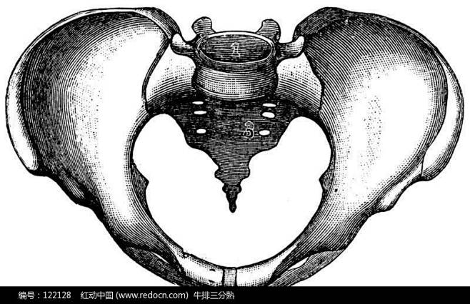 女性盆骨骨架结构图（正面）图片