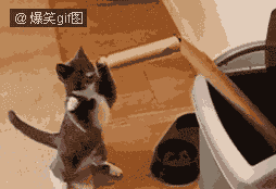 告诉你哦！我的偶像是泰森！