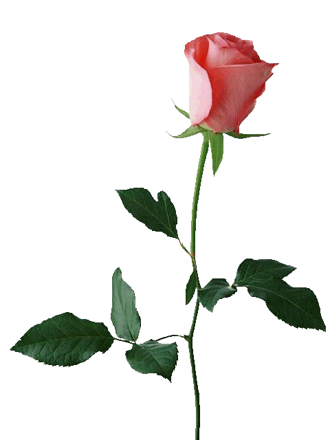 PNG免抠图素材《玫瑰花》