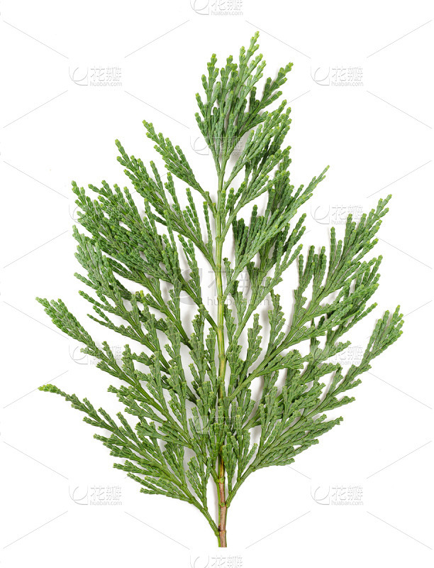 柏树,枝,分离着色,自然,垂直画幅,树篱,绿色,无人,嫩枝,木制