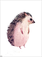 Morning Mr Hedgehog