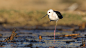 黑翅长脚鹬 Himantopus himantopus 鸻形目 反嘴鹬科 长脚鹬属
Black-winged stilt : The black-winged stilt, common stilt, or pied stilt (Himantopus himantopus) is a widely distributed very long-legged wader in the avocet and stilt family (Recurvirostridae). Opinions differ as