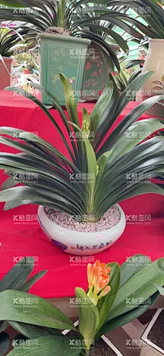 君子兰  - 源文件下载【酷图网】花卉,植物,花朵,盛开,兰花盆景,紫色,百子莲,君子兰盆景,蓝花君子兰,垂笑君子兰,君子兰盆栽花,鲜花,兰花,君子兰,蝴蝶兰,鲜花图片,鲜花摄影,鲜花素材,家居绿植,开花植物,家居盆栽,高清壁纸,花壁纸,花高清壁纸,壁纸,盆栽,盆景,花圃,花园,公园,公园花草,公园绿化,园林景观,花店,