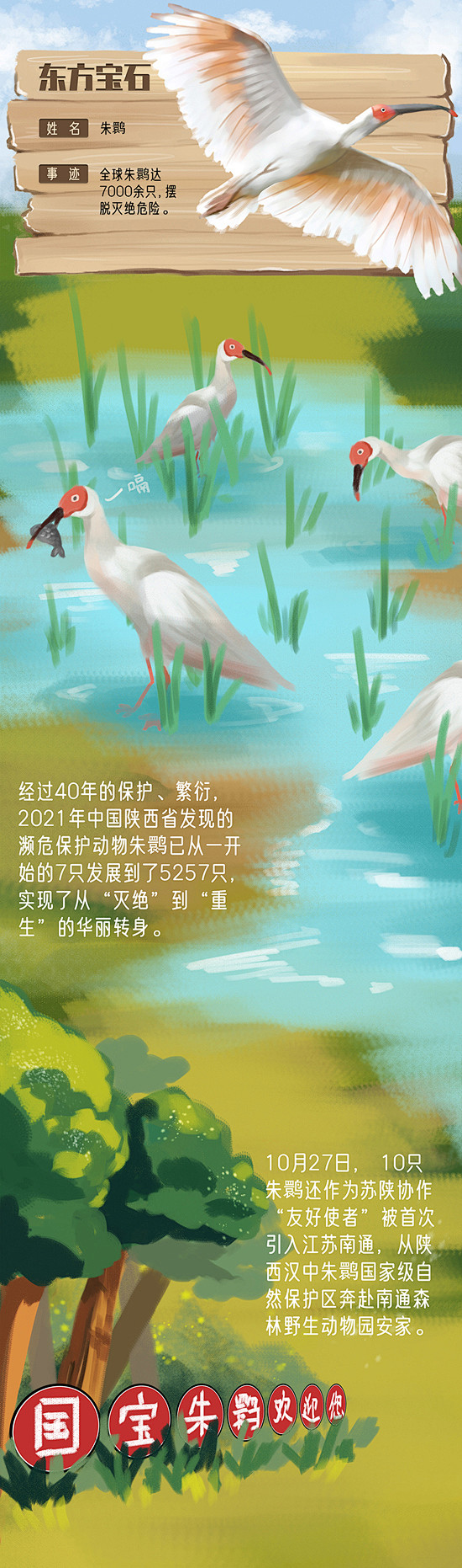 4朱鹮jpg