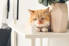 点击来源直接获取大图文件 |家中搁架上可爱有趣的猫