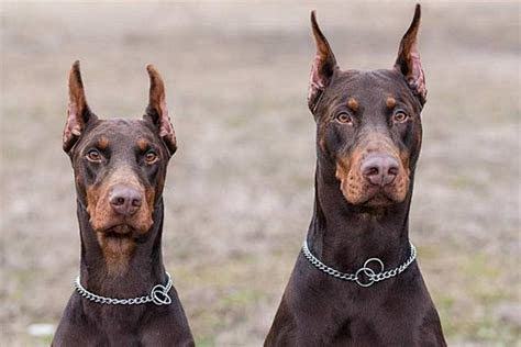 杜宾犬的图像结果