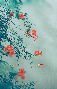 化糖采集到花花