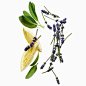 Photo by Acqua di Parma on January 05, 2022. May be an image of flower.