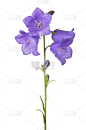 风铃草属,花头,紫罗兰,四只动物,茎,长的,自然,垂直画幅,美,无人