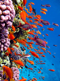 Reef fish  珊瑚鱼