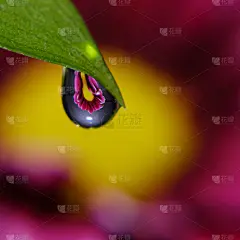 紫菊花反射