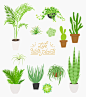 盆栽植物 可爱字体 绿色叶片 绿植插图插画设计PSD tid288t000496