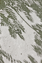 叶子,白色,围墙,阴影,氦,复叶,垂直画幅,式样,图像特效,易接近性
