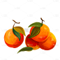手绘-水果美食元素-橘子