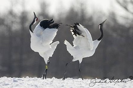 鹤舞… 羽毛似雪无瑕点，顾影秋池舞白云