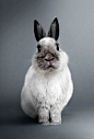 Rabbit: 