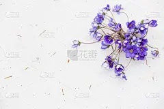 美丽的雪花莲在雪的背景。第一个春天的花朵。森林里的立春。野花。春天的概念。