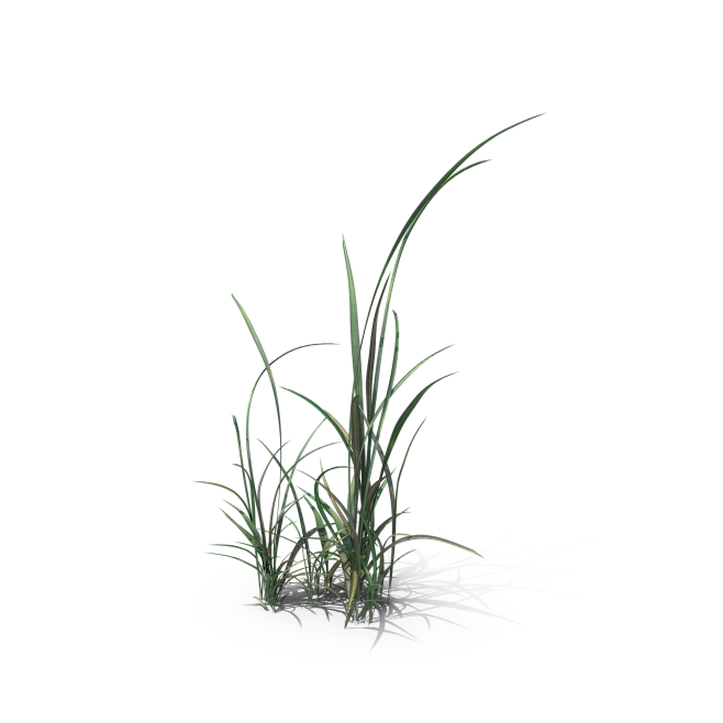 Simple Grass.H03.2k 2-花瓣网