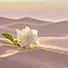 浅粉色沙漠，茉莉花 (2)