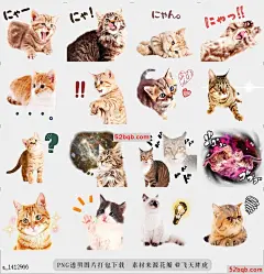 line贴图表情包猫照片贴纸07 |Cat Photo Stickers 07 各种猫出现，Vol，7|Various cat appeared. Vol.7@飞天胖虎