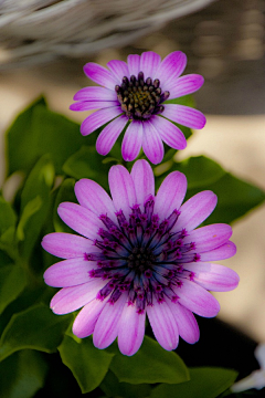 Venbiubiu采集到花参考