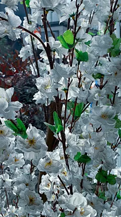 杏花壁纸