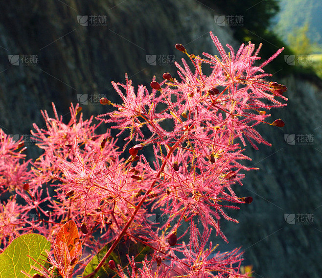 开花的欧洲烟树(黄栌属)