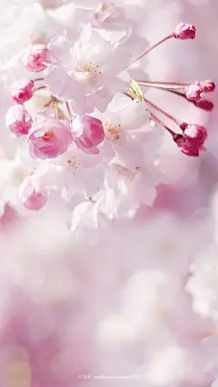 近景桃花花苞含苞欲放状态高清素材 含苞欲放 桃花 状态 花苞 近景 背景底图 背景 设计图片 免费下载 页面网页 平面电商 创意素材