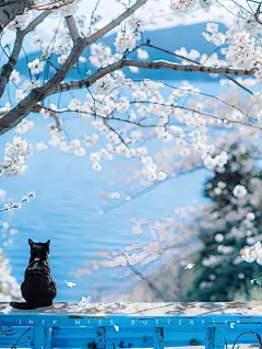 看海猫咪|蓝色的梦里，海风是温柔的明信片 #蝴蝶壁纸 #蝴蝶 #猫 #猫咪 #黑猫 #壁纸 #猫壁纸 #猫咪壁纸 #ins壁纸 #樱花 #樱花壁纸 #蓝色系 #蓝色 #infp #infp小蝴蝶 #infp会懂 #蓝色大海 #大海 #蓝色治愈系 #治愈系小猫咪 #治愈系壁纸 #治愈 #ai绘画 #ai #大海壁纸 #大海的温柔 - 小红书