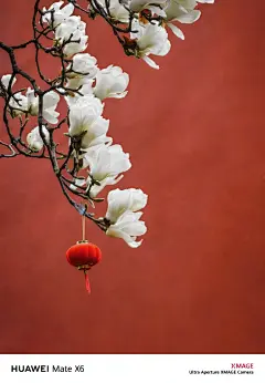 我看到的VS我拍到的｜南京春日壁纸限时上新 - 小红书