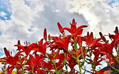 花 百合 花壁纸 紫色的 开花 春天 花的 夏天 颜色 紫色