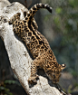 sdzoo:

New yoga pose: Downward Cat (pic by Debbie Beals)