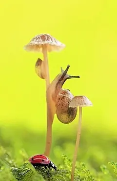 动物-天地水2599