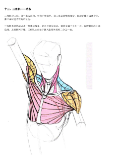 长枪依在x采集到三角肌
