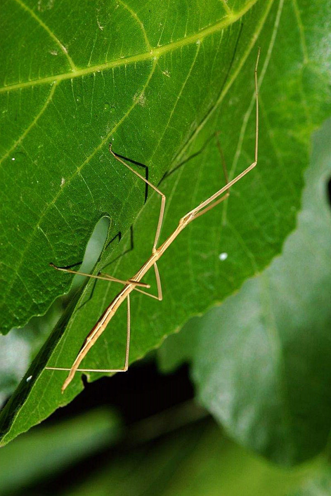 竹节虫目竹节虫总科竹节虫