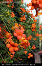 [凌霄花藤枝]