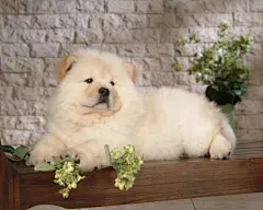 可爱的松狮犬桌面高清壁纸桌面壁纸4